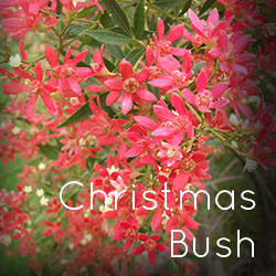 Photo of Christmas Bush flowers